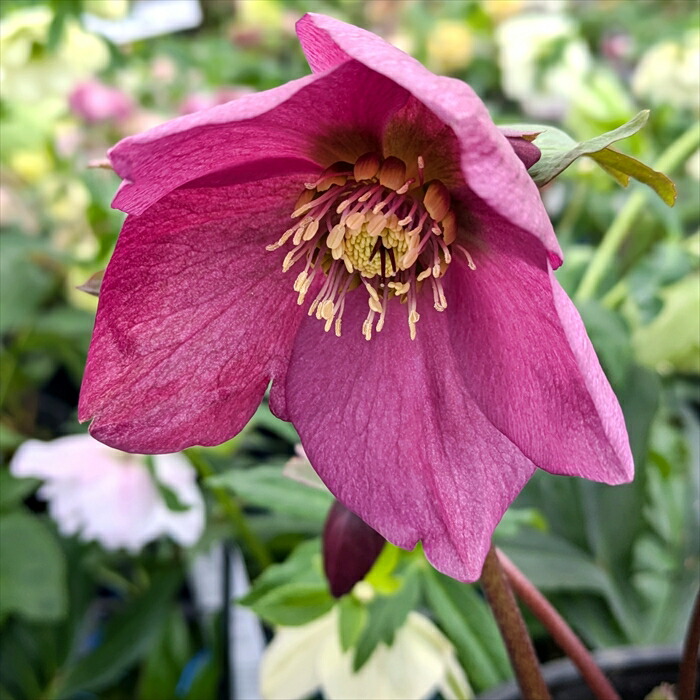 楽天市場】【現品2901】クリスマスローズ HGC ラベンダーピンク 7号