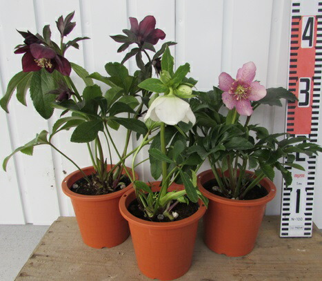 楽天市場】クリスマスローズ セミダブル咲き 4.5号 3鉢セット : 千草園芸