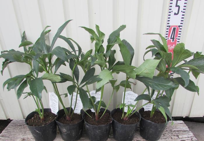 楽天市場】「3株セット」か「5株セット」クリスマスローズ 開花見込み