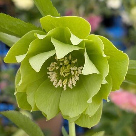 楽天市場】クリスマスローズ ダブル咲き グリーン 3号苗 実生苗 : 千草園芸