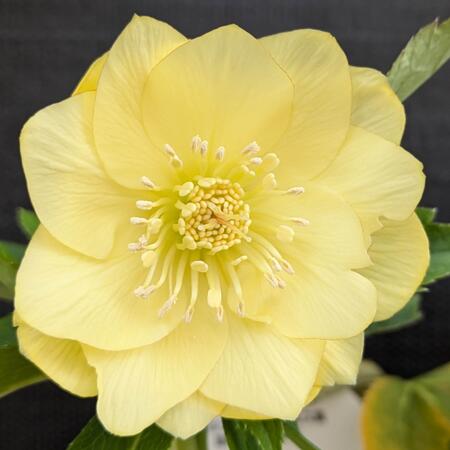 楽天市場】クリスマスローズ ダブル咲き ゴールド系 5号 : 千草園芸