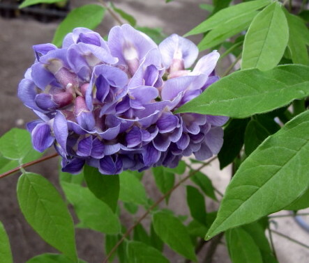 楽天市場】アメリカフジ アメジストフォール 4.5号苗【紫花 苗木 藤