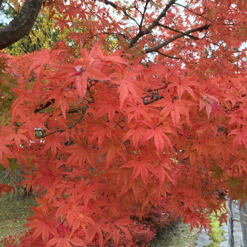 楽天市場】イロハモミジ 株立ち 苗木 樹高約1.4m《新緑の涼しさと紅葉