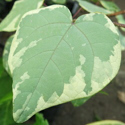 楽天市場】【現品】斑入りマルバノキ 恵那錦(エナニシキ) 8号 Y244