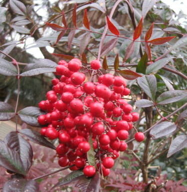 楽天市場】南天(ナンテン) 苗木 10号鉢植え【赤南天・白南天から選ぶ
