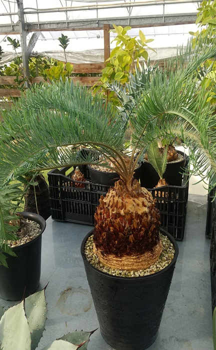 楽天市場】【現品発送】ソテツ サイカス カイルンシアナ ブルー 幹高約