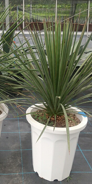 楽天市場】ユッカ ケロタリエンシスsp 10号鉢植え【産直】 : 千草園芸