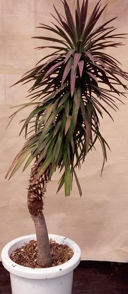 楽天市場】【送料無料】【現品】ユッカ デスメティアナ 8号 : 千草園芸