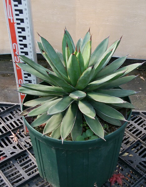 楽天市場】【現品】アガベ 