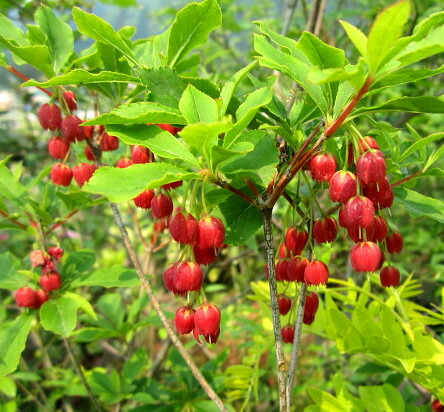 楽天市場】【選べる現品発送】ベニドウダンツツジ(紅ドウダンツツジ