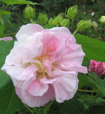 楽天市場】酔芙蓉(スイフヨウ) 八重 5.5号苗(f02) : 千草園芸