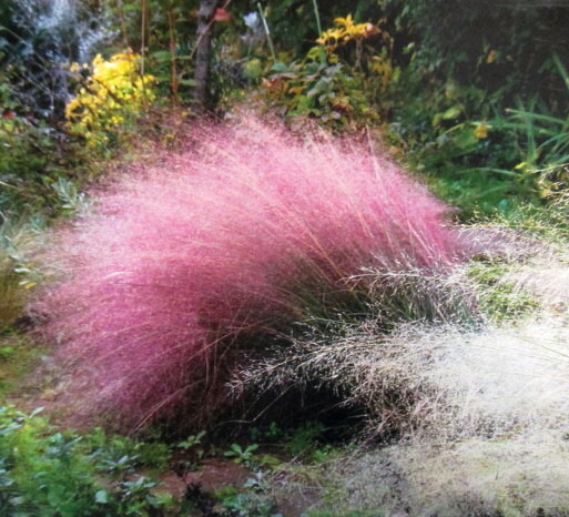 楽天市場】ミューレンベルギア カピラリス苗 赤穂 : 千草園芸