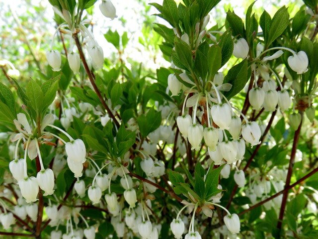 楽天市場】【現品発送】ドウダンツツジ 特大サイズ H1.4m×W1.3m【F753