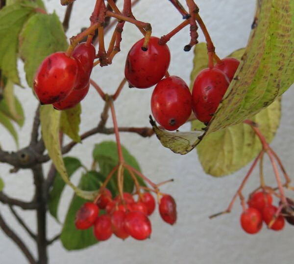 楽天市場】フウリンガマズミ（風鈴ガマズミ）株立ち 苗木 6号（v05