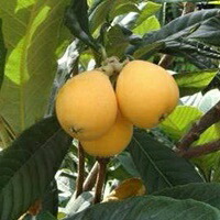 楽天市場】ビワの木（枇杷の木/びわの木） 長崎早生(ナガサキワセ