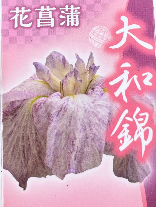 楽天市場】【品種で選ぶ】ハナショウブ 4.5号苗（c13） : 千草園芸