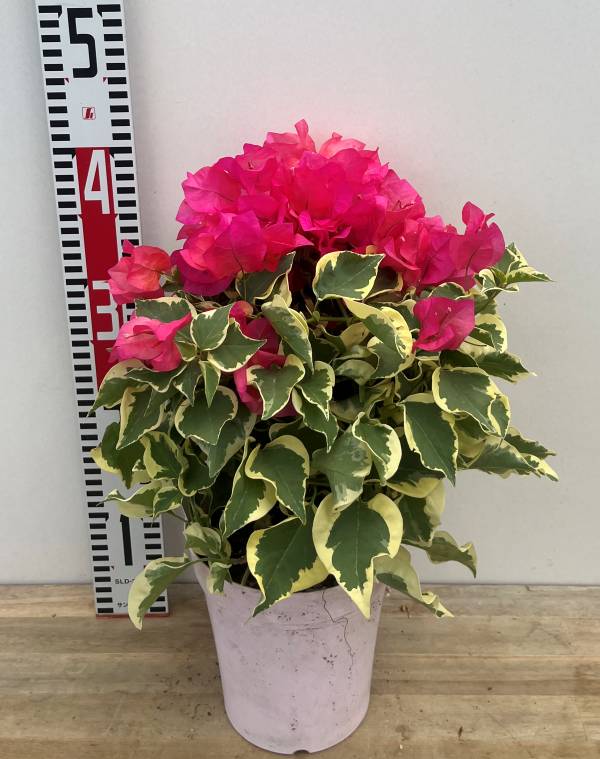 楽天市場】【現品発送M3177」ブーゲンビリア 斑入り葉 レッド（濃い