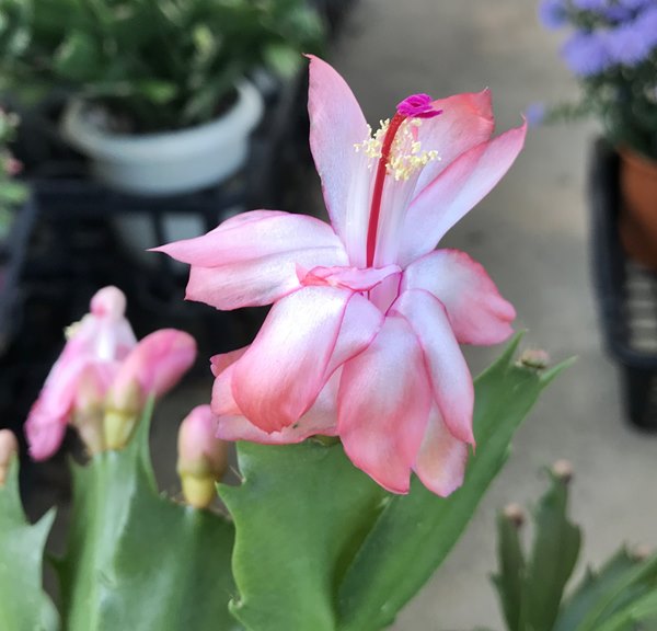 楽天市場】シャコバサボテン「蝦蛄葉サボテン」クレナイ 4号鉢 : 千草園芸