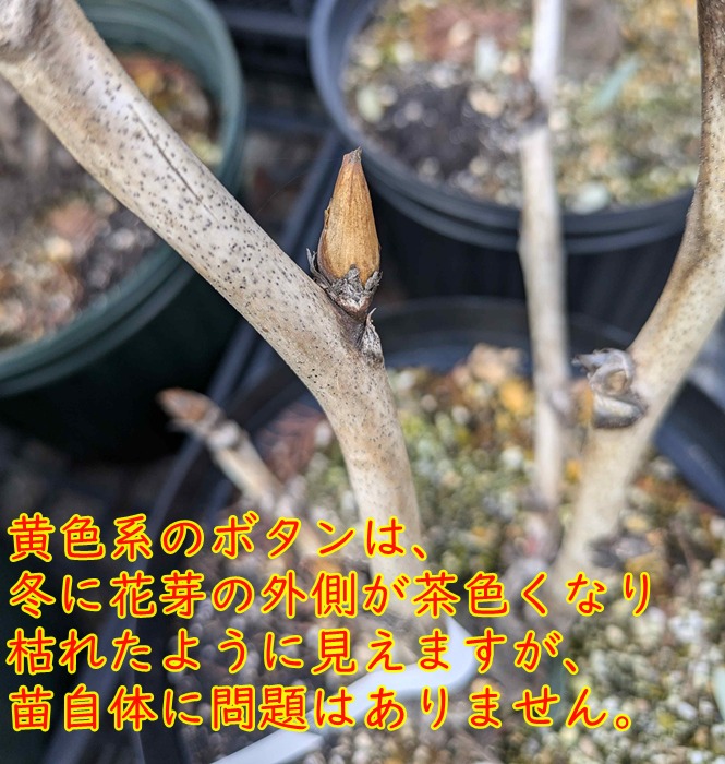 楽天市場】【花終わり】ボタン(牡丹) 苗木 金晃(キンコウ) 7号 : 千草園芸