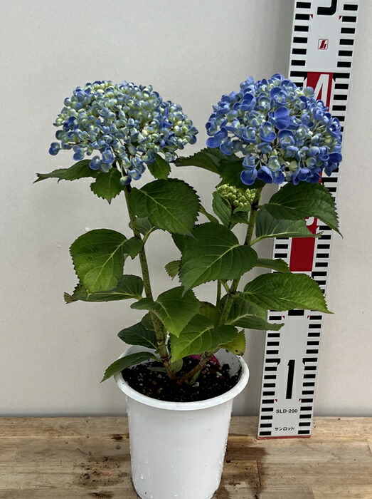 楽天市場】【花咲き過ぎ・花傷み】アジサイ ホップコーン 4号苗【25年