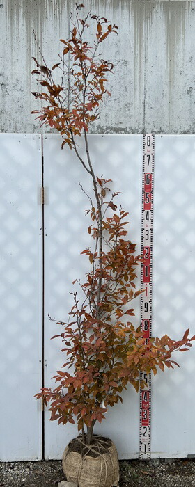 楽天市場】【現品】ヤマコウバシ 苗木 樹高2.4m R184 : 千草園芸