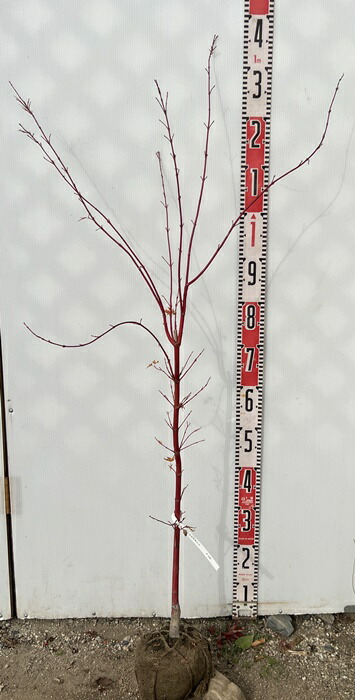 楽天市場】サンゴカクモミジ(珊瑚閣紅葉) 苗木 樹高1.1m～《シンボル