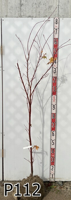 楽天市場】【現品】サンゴカクモミジ (珊瑚閣紅葉) 苗木 樹高1.5m