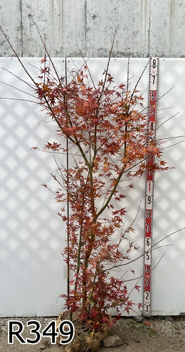 楽天市場】【選べる現品】イロハモミジ 苗木 株立ち 樹高約1.7m