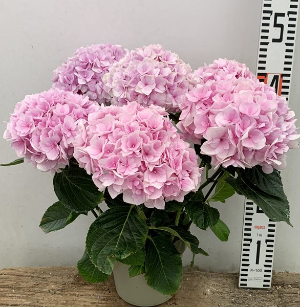 楽天市場】【開花株】新品種アジサイ（紫陽花・あじさい）ポージー