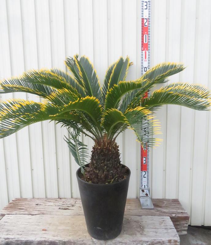 楽天市場】【現品発送】金環蘇鉄(キンカンソテツ) 10号鉢植え T101