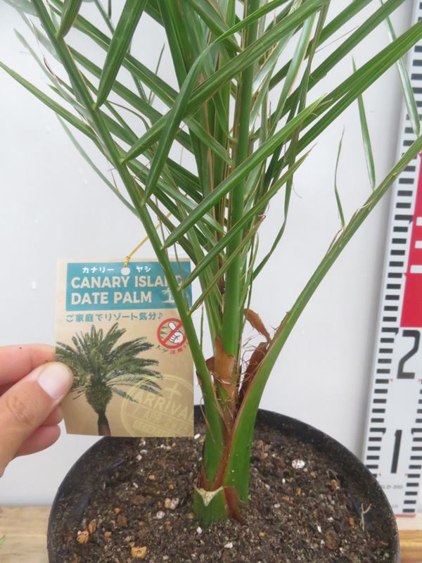 楽天市場】カナリーヤシ(フェニックス) 苗木 6号鉢植え（v08） : 千草園芸