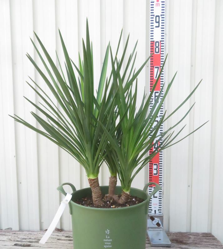 楽天市場】【選べる現品発送】ユッカ アロイフォリア 8号鉢植え（GR