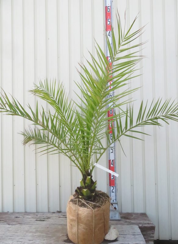 楽天市場】【現品発送】カナリーヤシ 苗木 中株 根巻き【AK】72 : 千草園芸