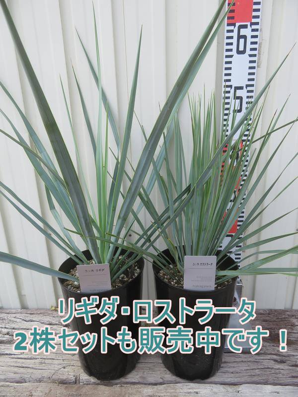 楽天市場】ユッカ リギダ 苗木 5号鉢【h14sotoni】 : 千草園芸