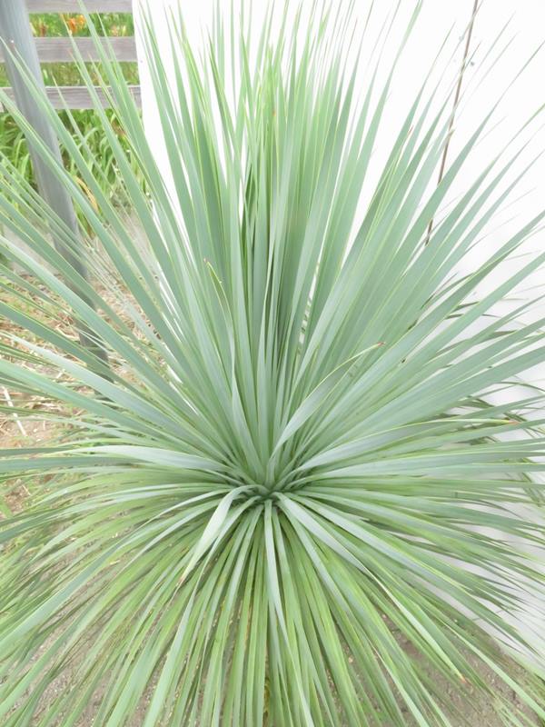 楽天市場】【現品発送】ユッカ ロストラータ 苗木 大株 幹太 H1.4m×W1