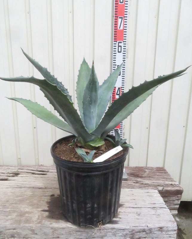 楽天市場】【現品発送】アガベ アメリカーナ（リュウゼツラン） 8号