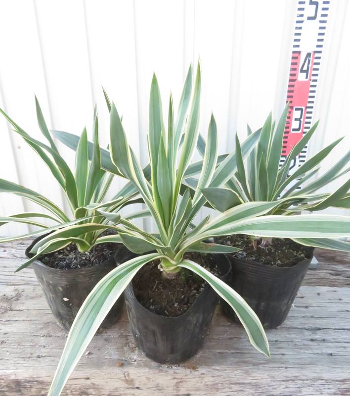 楽天市場】【3株セット】斑入ユッカ グロリオサ バリエガータ 苗木