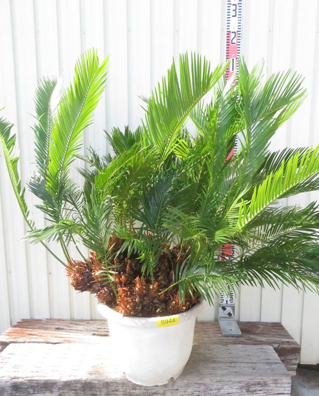 楽天市場】【現品発送】ソテツ（蘇鉄) 苗木 群生株 特大 12号鉢植え