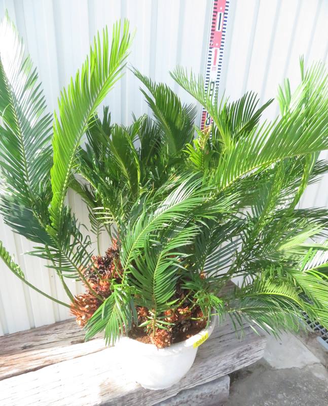 楽天市場】【現品発送】ソテツ（蘇鉄) 苗木 群生株 特大 12号鉢植え