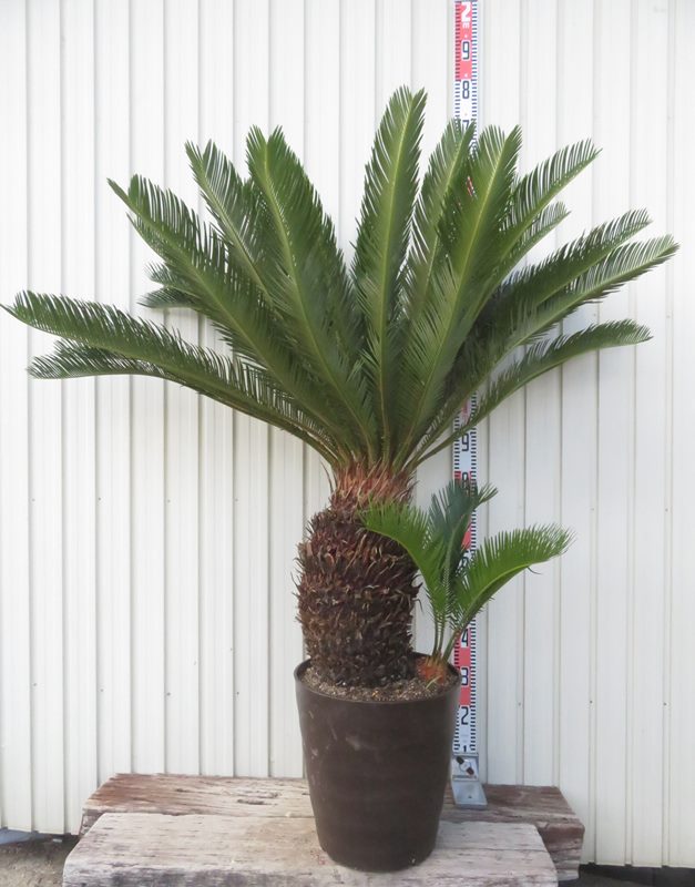 楽天市場】【現品発送】ソテツ（蘇鉄) 大株 幹太 12号フレグラー鉢植え