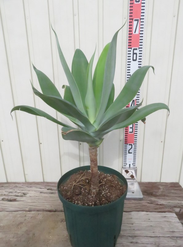 楽天市場】アガベ アテナータ カラズストライプ 7号 苗木【AK】 : 千草園芸