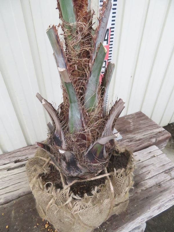 楽天市場】【根巻き】ココスヤシ 中株 幹太 苗木【maki】 : 千草園芸