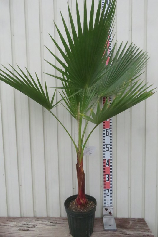 楽天市場】ワシントンヤシ(ワシントニア) 苗木 6号 : 千草園芸