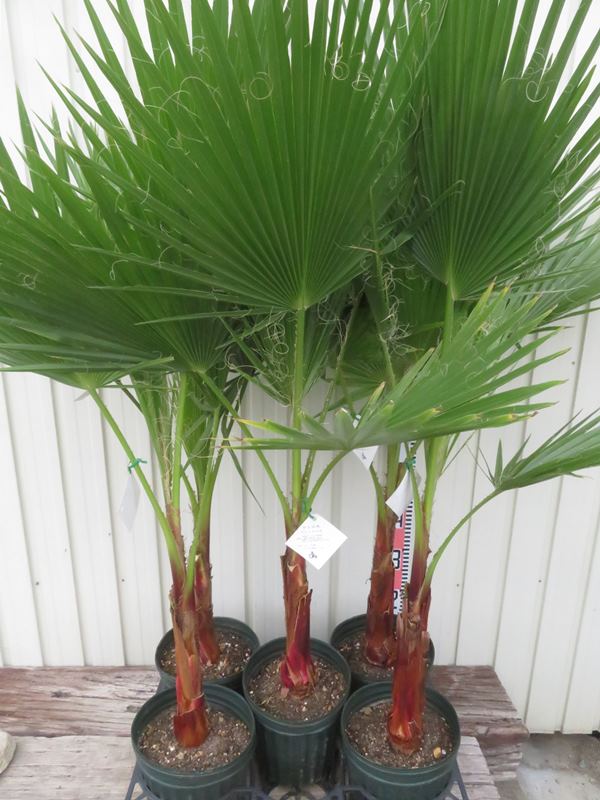 楽天市場】ワシントンヤシ(ワシントニア) 苗木 6号 : 千草園芸