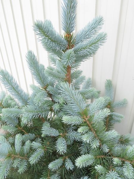 楽天市場】【現品/M502】ピセア・プンゲンストウヒ スーパーブルー