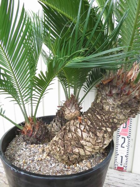 楽天市場】【現品発送】奄美姫蘇鉄(アマミヒメソテツ) 9号セラアート