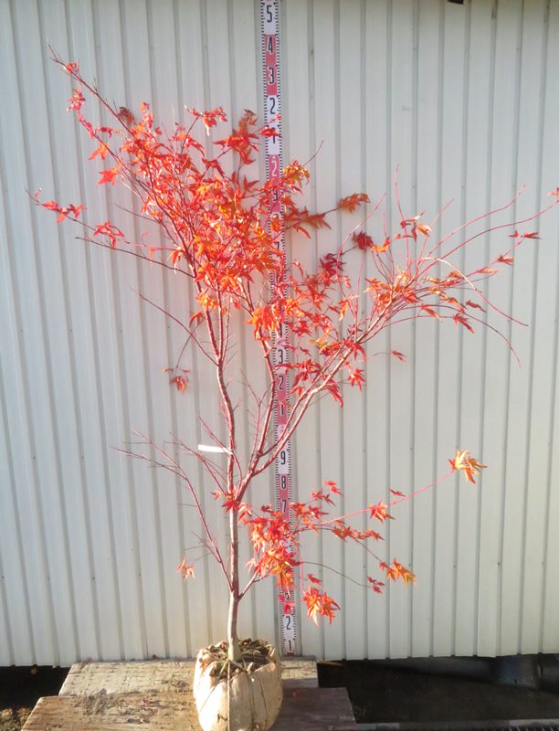 楽天市場】【現品】サンゴカクモミジ (珊瑚閣紅葉) 苗木 特大 樹高2.0m