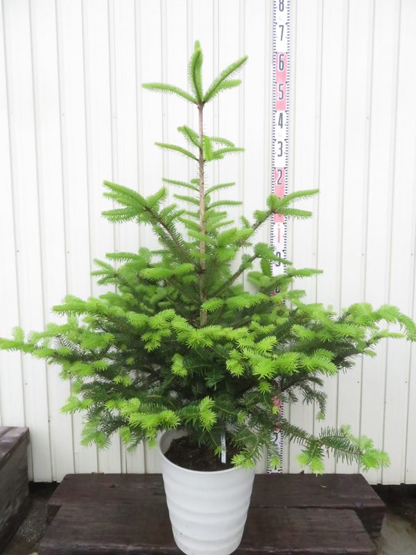 楽天市場】【現品】モミの木（モミノキ）フレグラーポット 10号