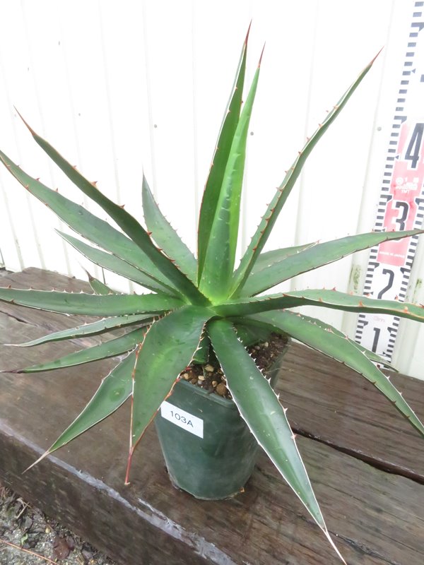 楽天市場】【現品発送】アガベ ガルシアメンドーサ 4号鉢植え A103