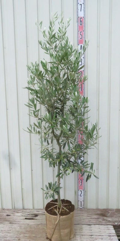 楽天市場】オリーブの木 シプレシーノ 苗木 樹高約1.1m : 千草園芸